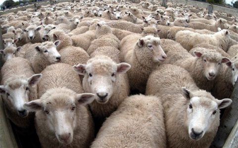 sheep_2724972b